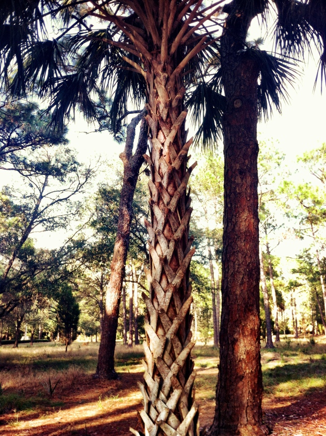 Lattice patterned palm